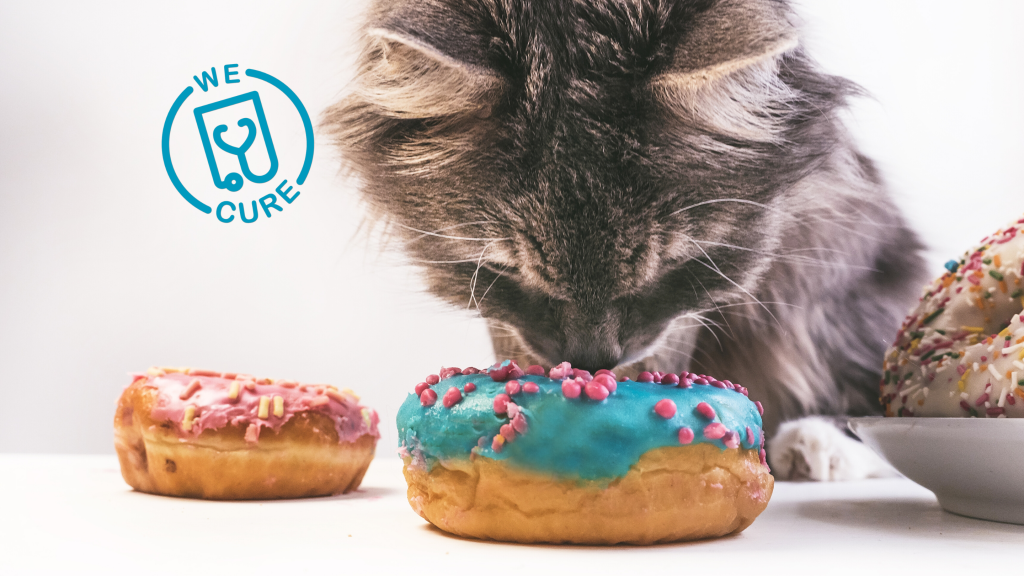 diabete-gatto-1