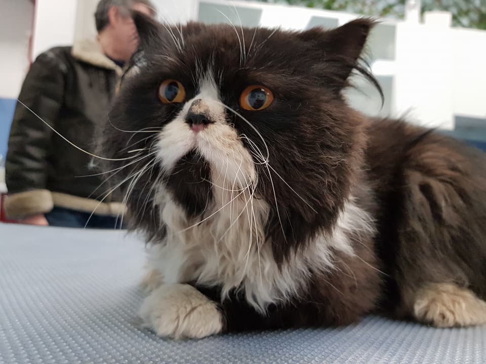Se il gatto cade dal balcone (1)