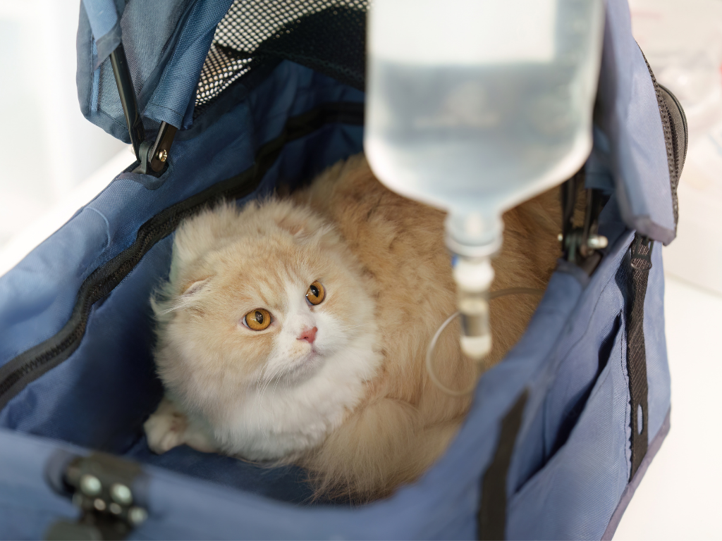 chirurgia oncologica gatto